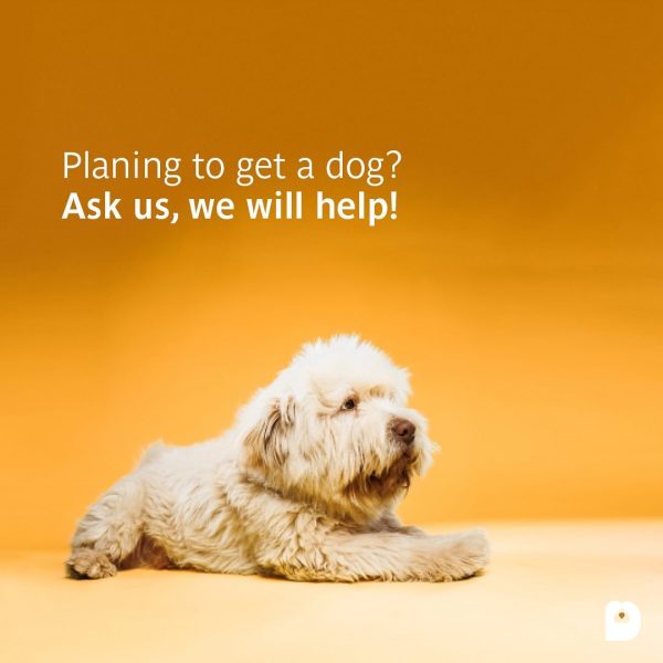 Experienced dog trainer in Lebanon guiding a dog through advanced off-leash obedience outdoors