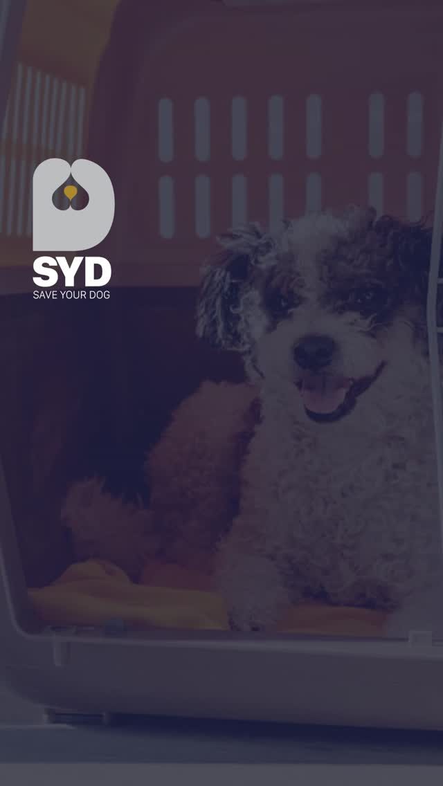 Instagram post from saveyourdog.lb. This post is in position 8.