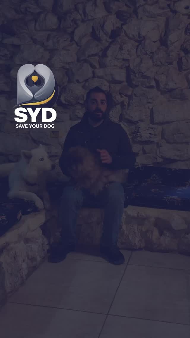 Instagram post from saveyourdog.lb. This post is in position 1.