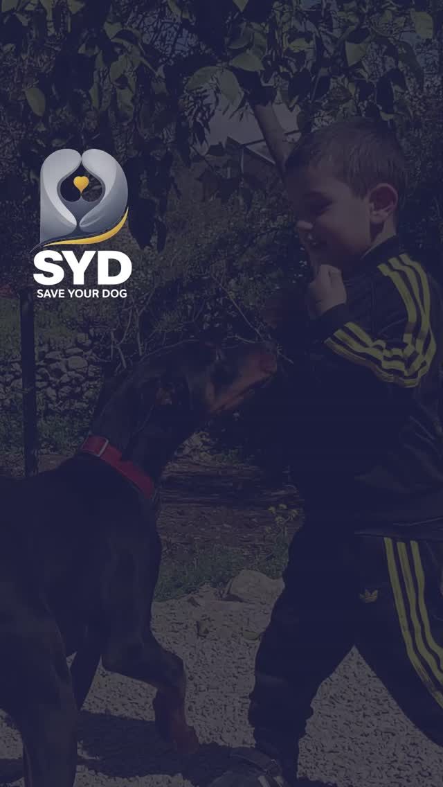 Instagram post from saveyourdog.lb. This post is in position 7.