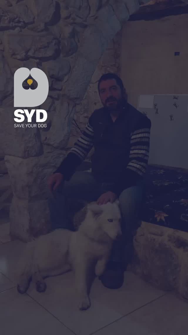 Instagram post from saveyourdog.lb. This post is in position 2.