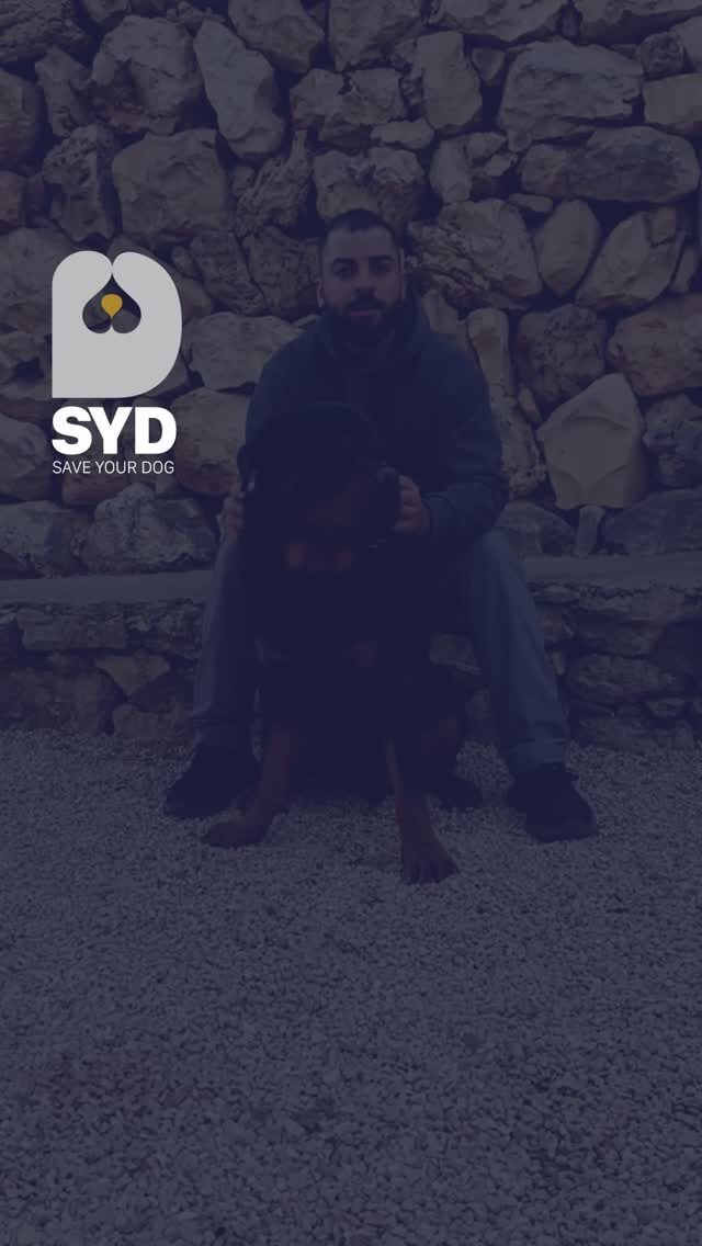 Instagram post from saveyourdog.lb. This post is in position 7.