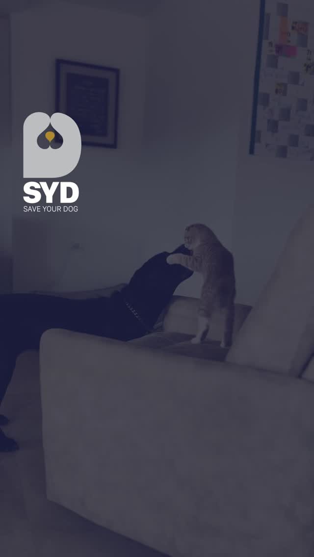 Instagram post from saveyourdog.lb. This post is in position 2.