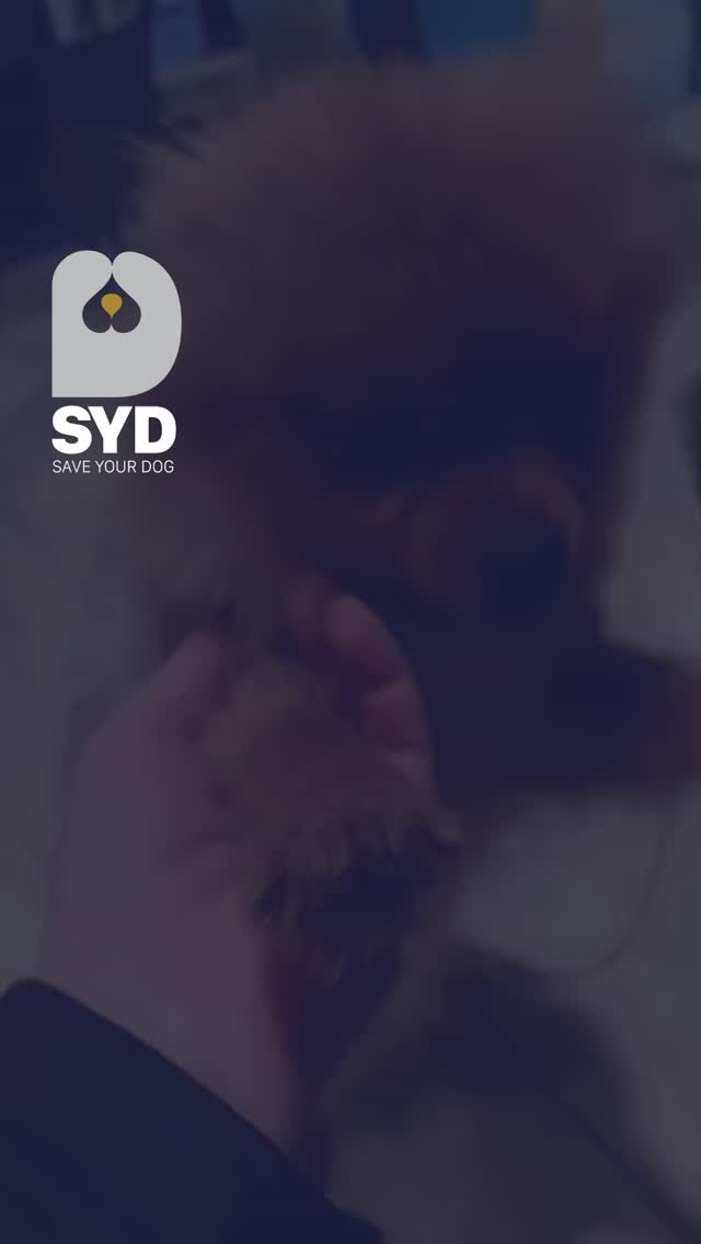 Instagram post from saveyourdog.lb. This post is in position 3.