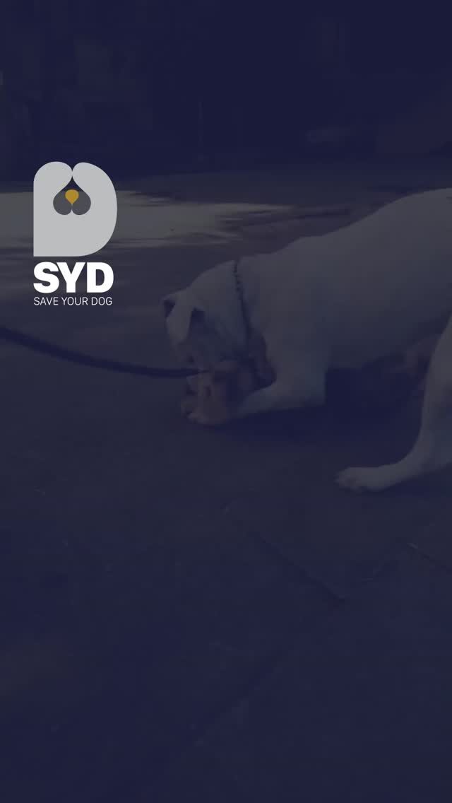 Instagram post from saveyourdog.lb. This post is in position 4.