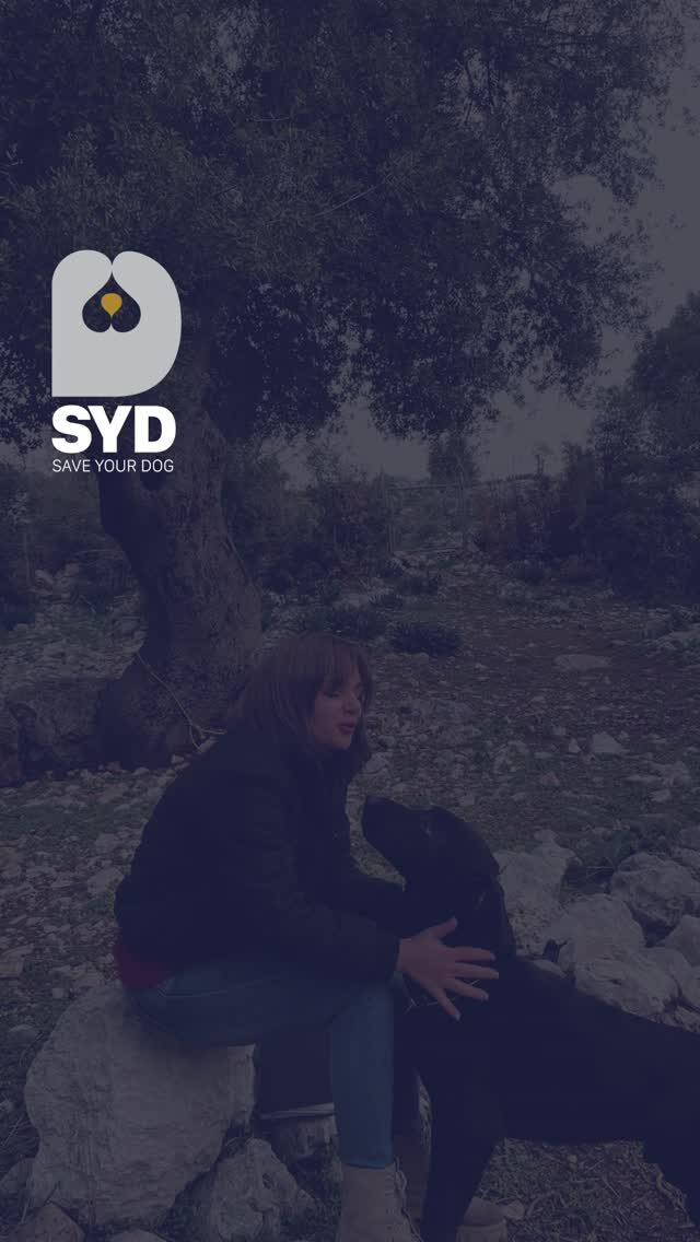 Instagram post from saveyourdog.lb. This post is in position 4.